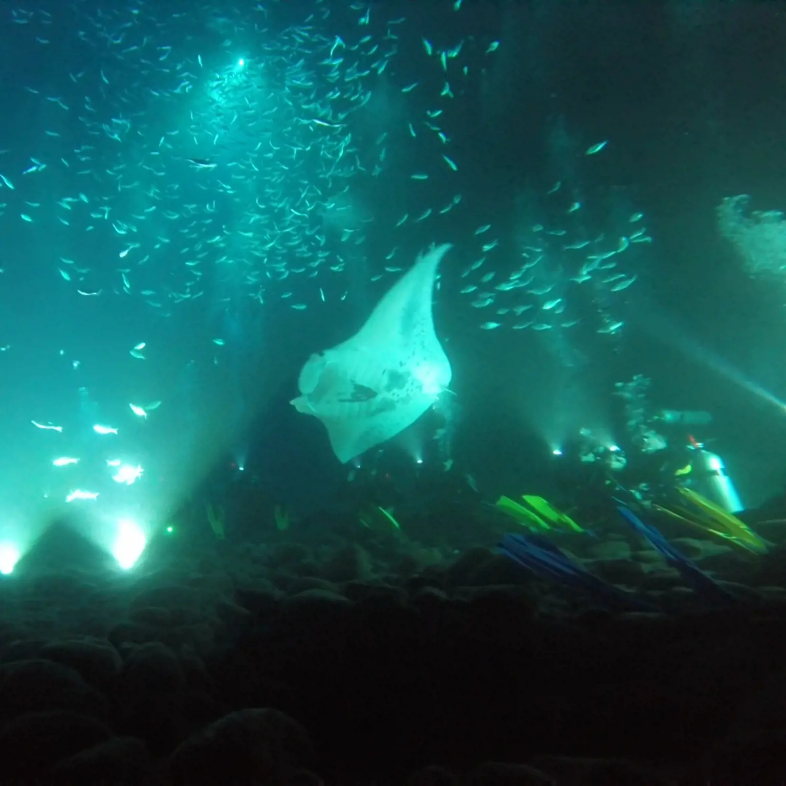 Tauche mit den Mantas durch die Dunkelheit